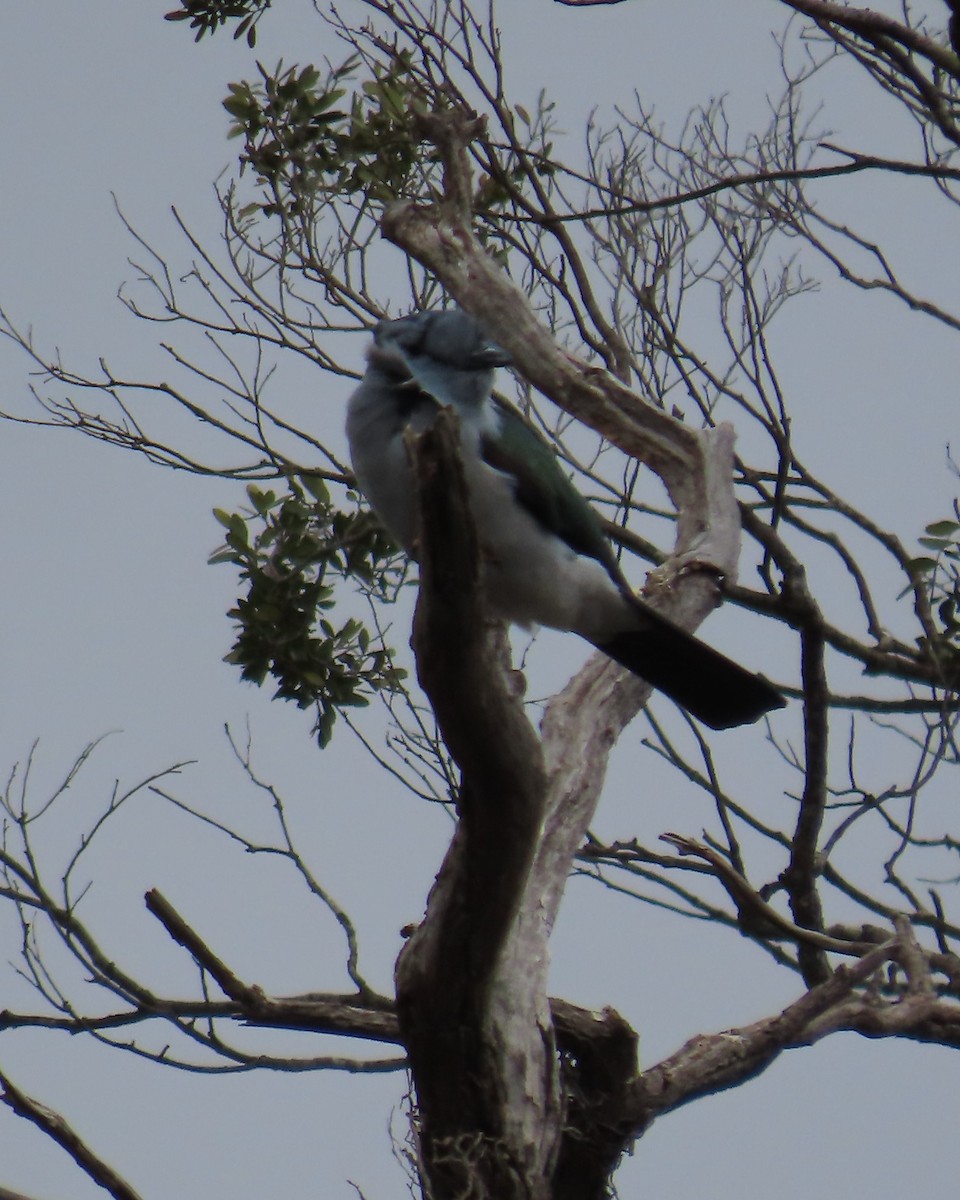 オオブッポウソウ - ML644732089