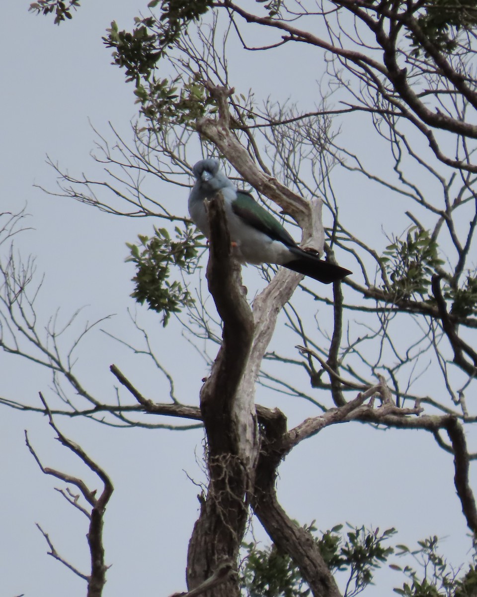 オオブッポウソウ - ML644732090