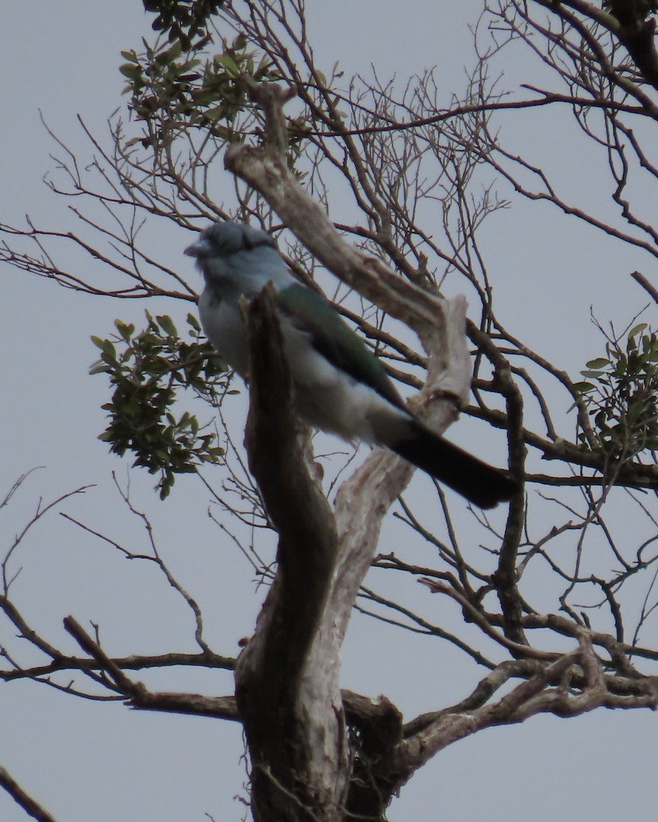 オオブッポウソウ - ML644732091