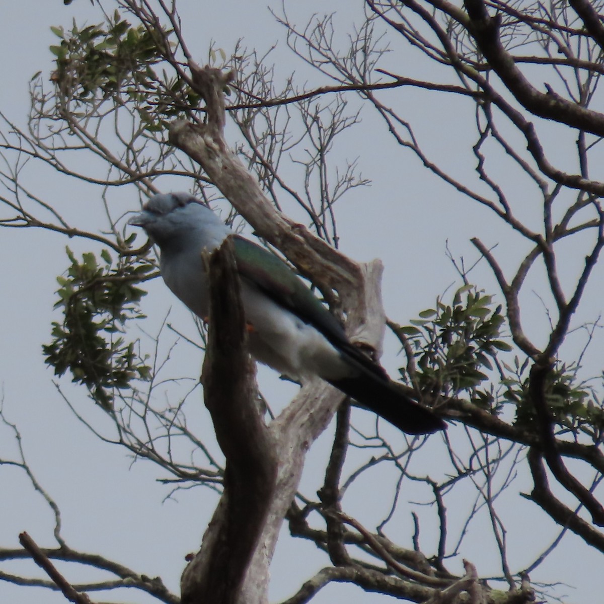 オオブッポウソウ - ML644732092