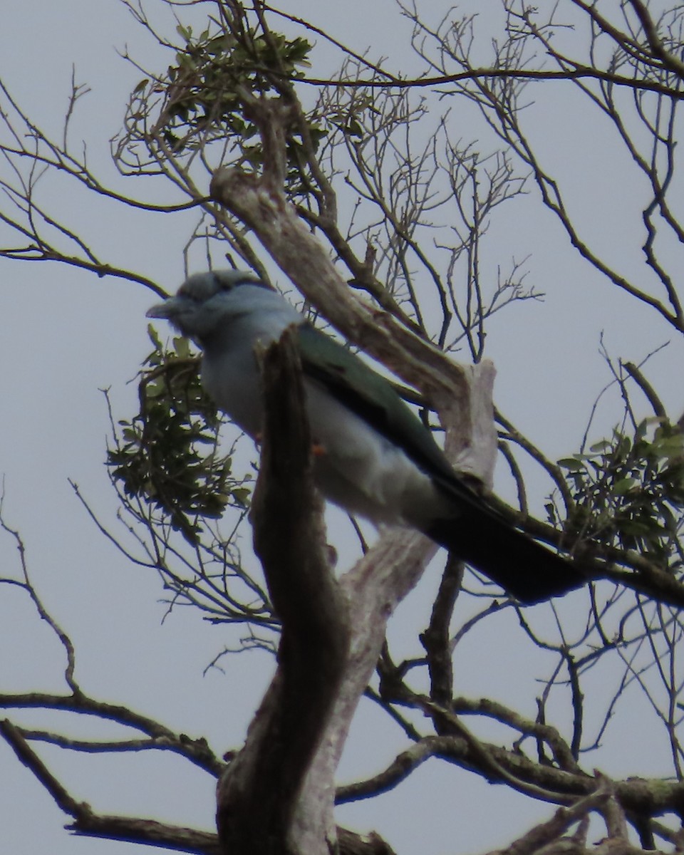 オオブッポウソウ - ML644732093