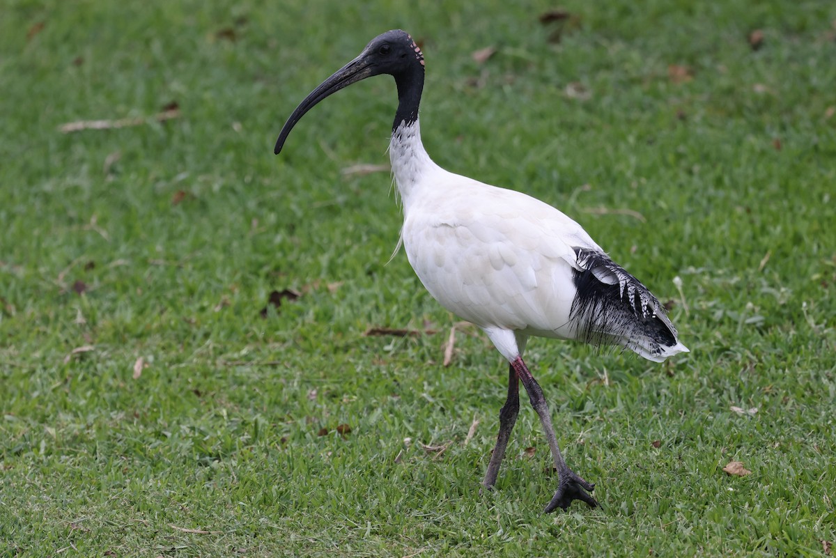 australibis - ML644732097