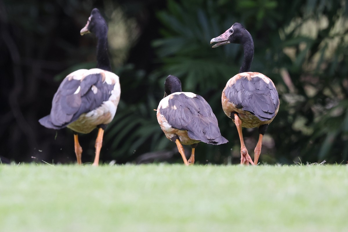 skjæregås - ML644732107