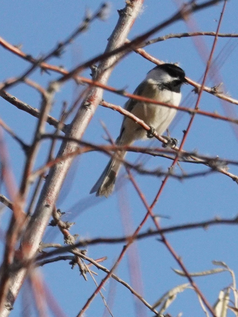 Black-capped Chickadee - ML644732111