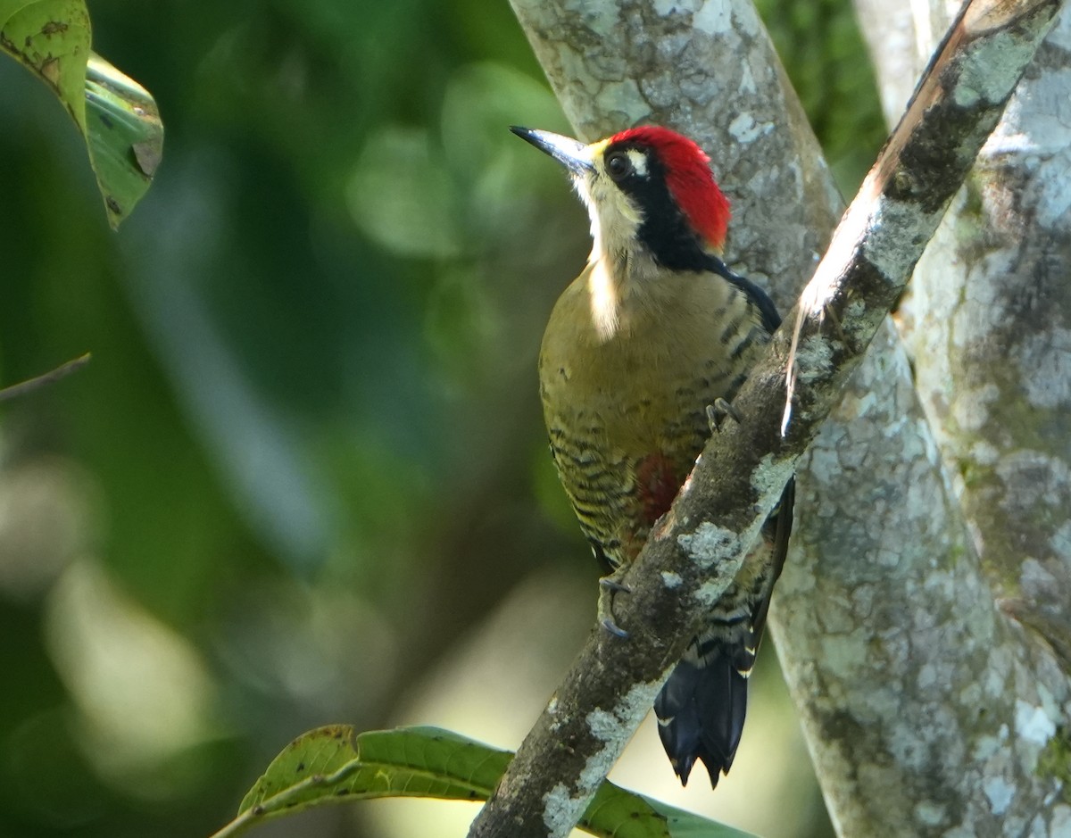 Black-cheeked Woodpecker - ML644732112