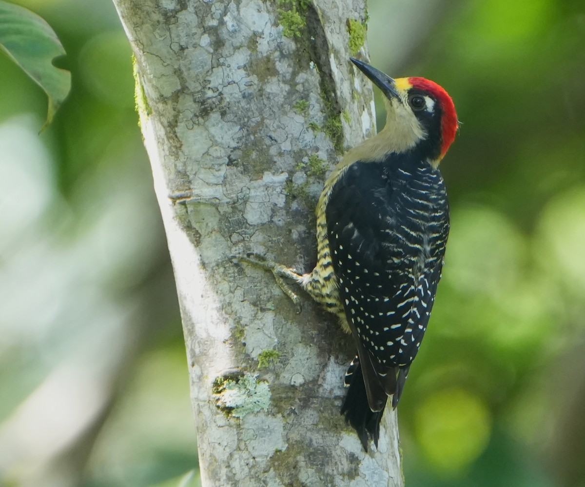 Black-cheeked Woodpecker - ML644732113