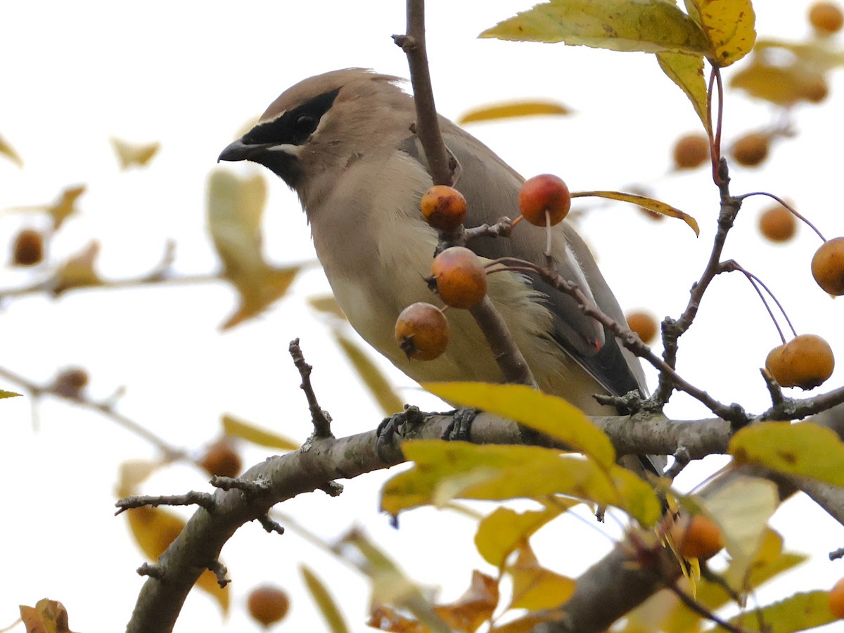 Cedar Waxwing - ML644732117