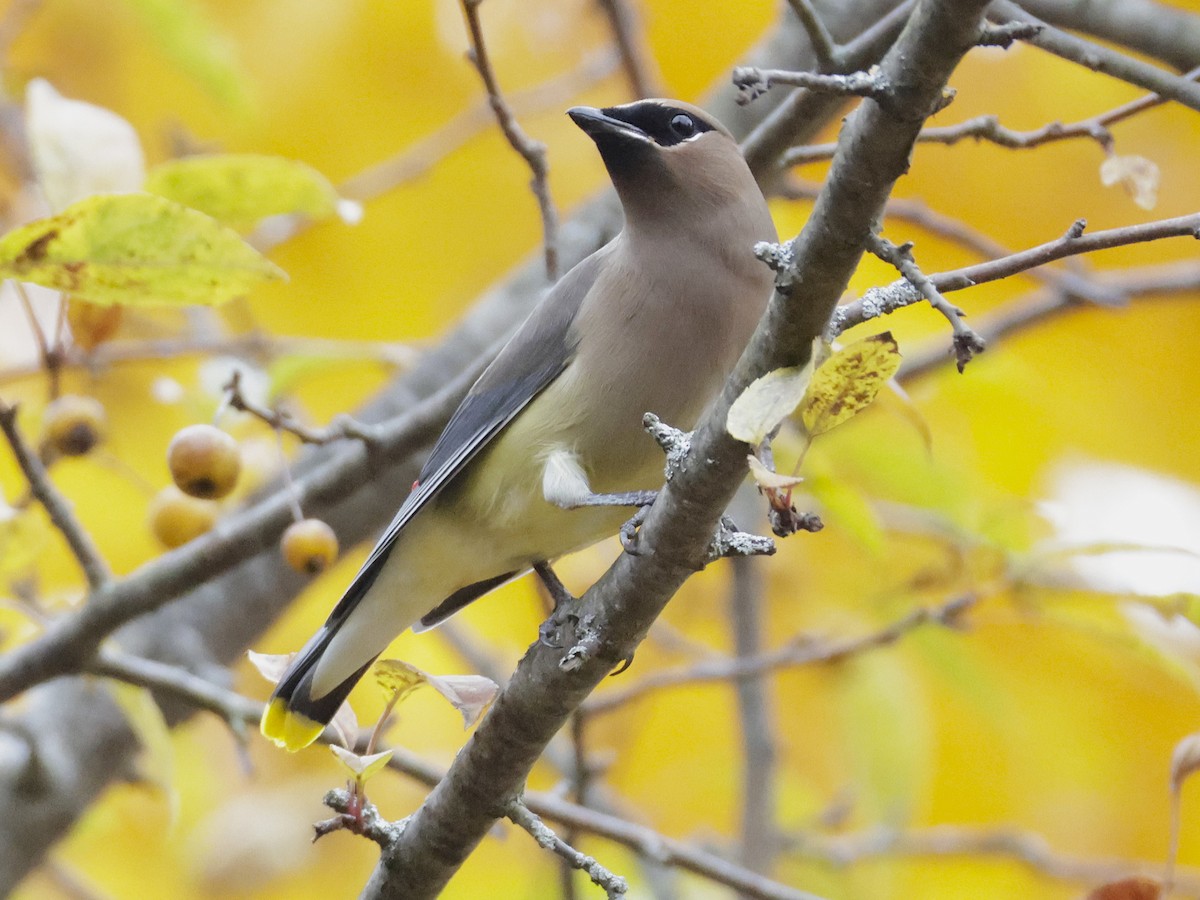 Cedar Waxwing - ML644732118