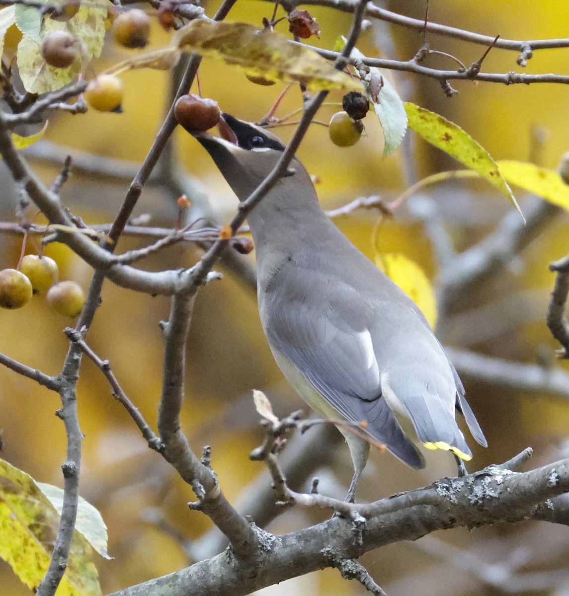 Cedar Waxwing - ML644732119