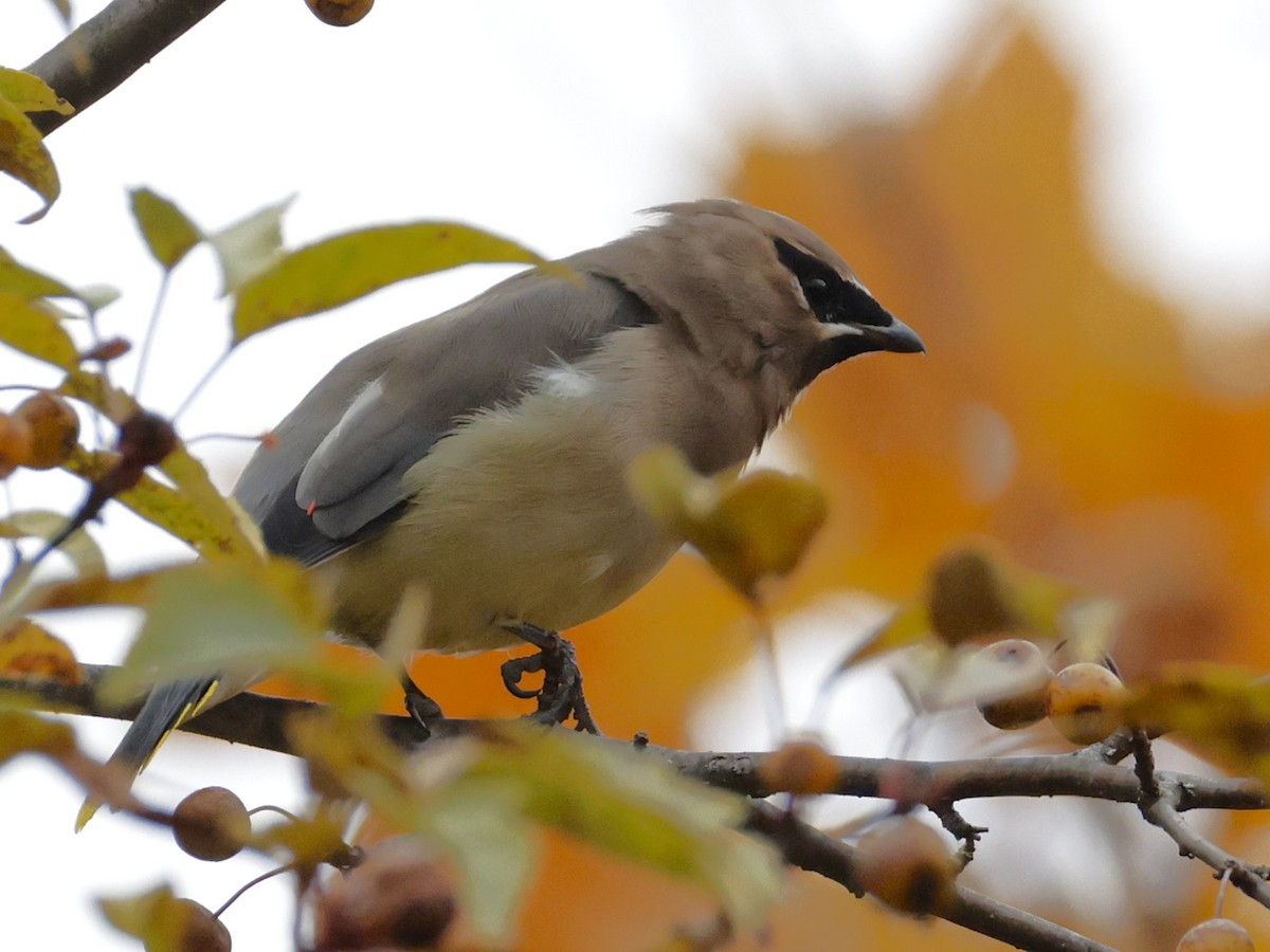 Cedar Waxwing - ML644732120
