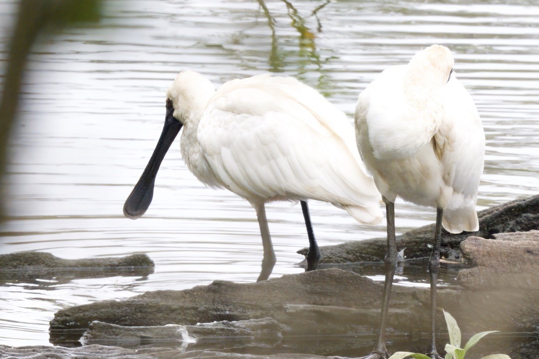 Косар королівський - ML644732130