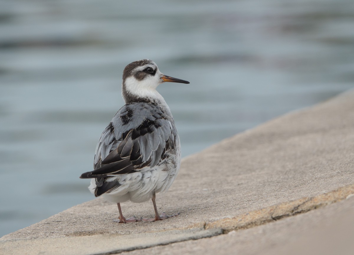 Mendebal-txori mokolodia - ML644732131