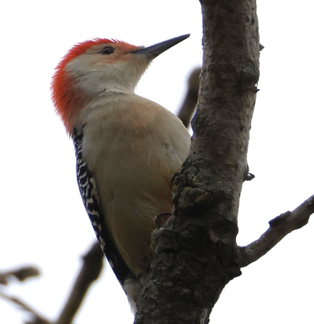 Red-bellied Woodpecker - ML644732133