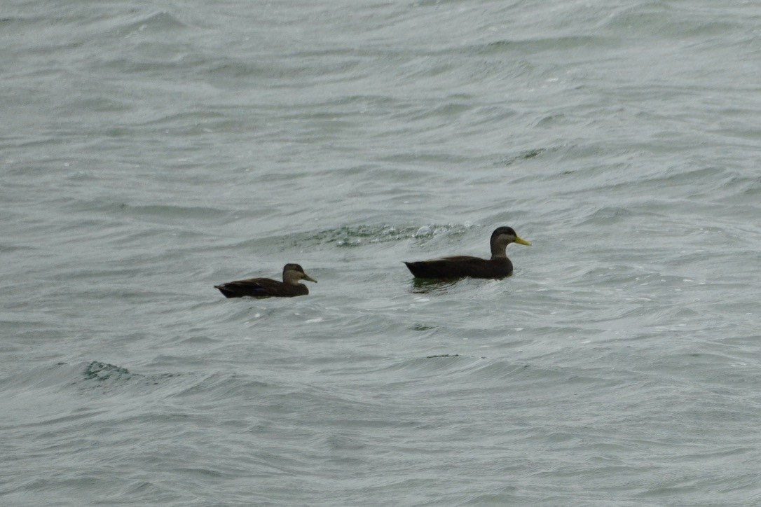 Ahate iluna - ML644732134