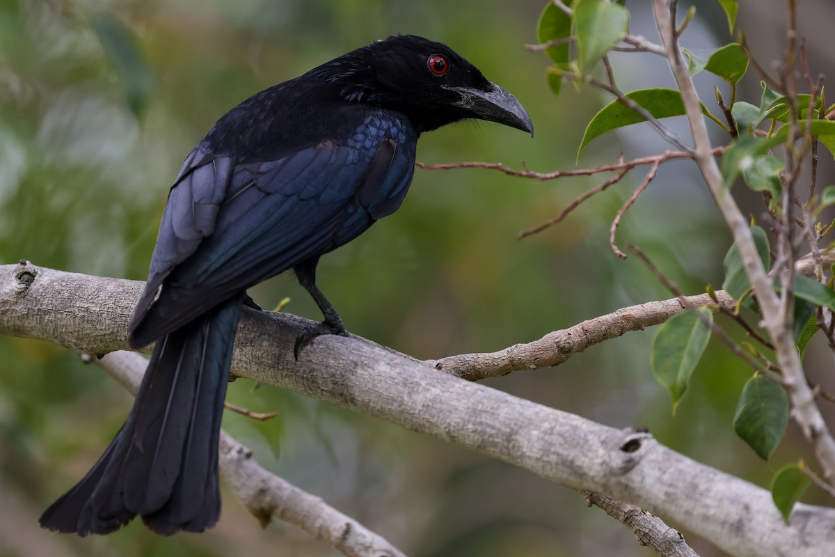 Spangled Drongo (Spangled) - ML644732135