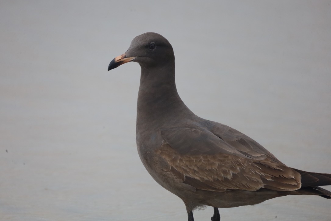 Heermann's Gull - ML644732136