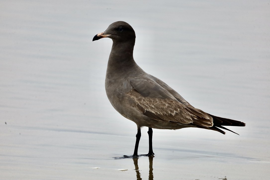 Heermann's Gull - ML644732137