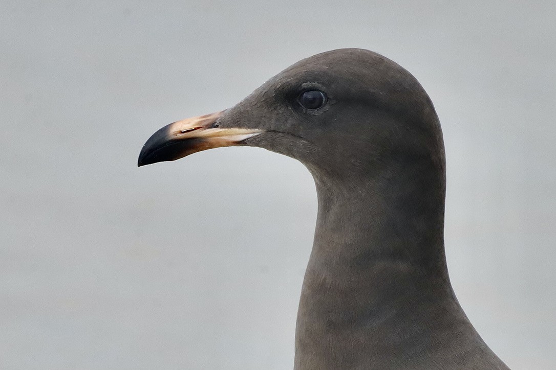 Heermann's Gull - ML644732138
