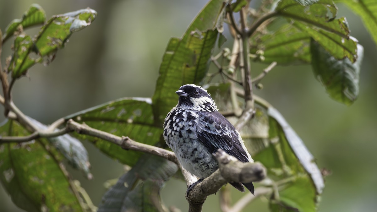 Beryl-spangled Tanager - ML644732140