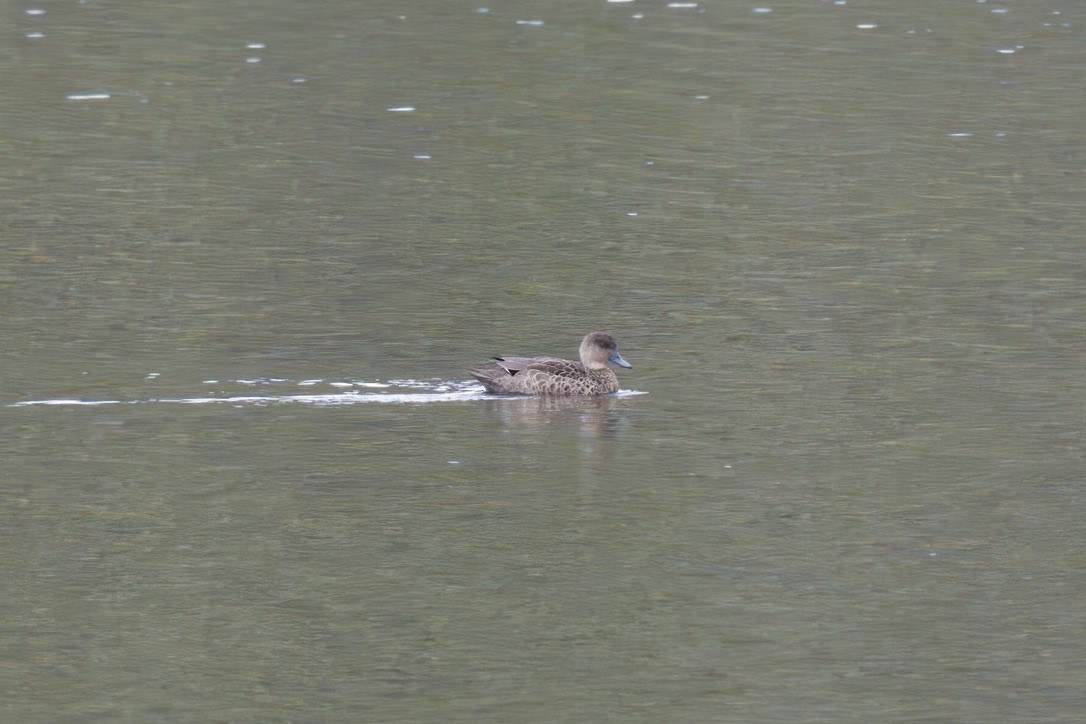 Zertzeta grisa - ML644732141