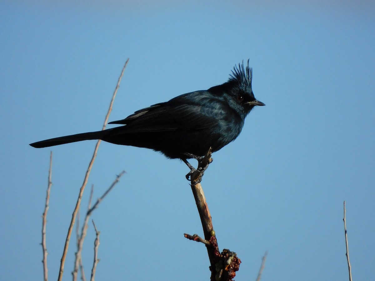 Phainopepla - ML644732142