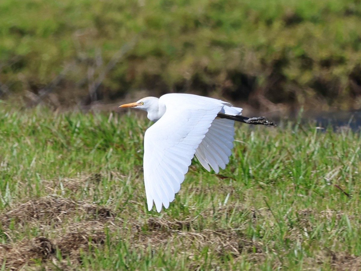 Koartzatxo itzaina - ML644732143