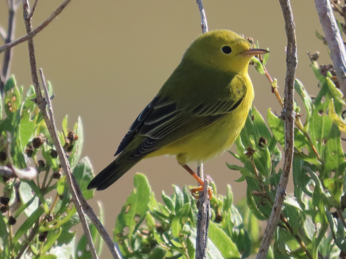 Northern Yellow Warbler - ML644732145