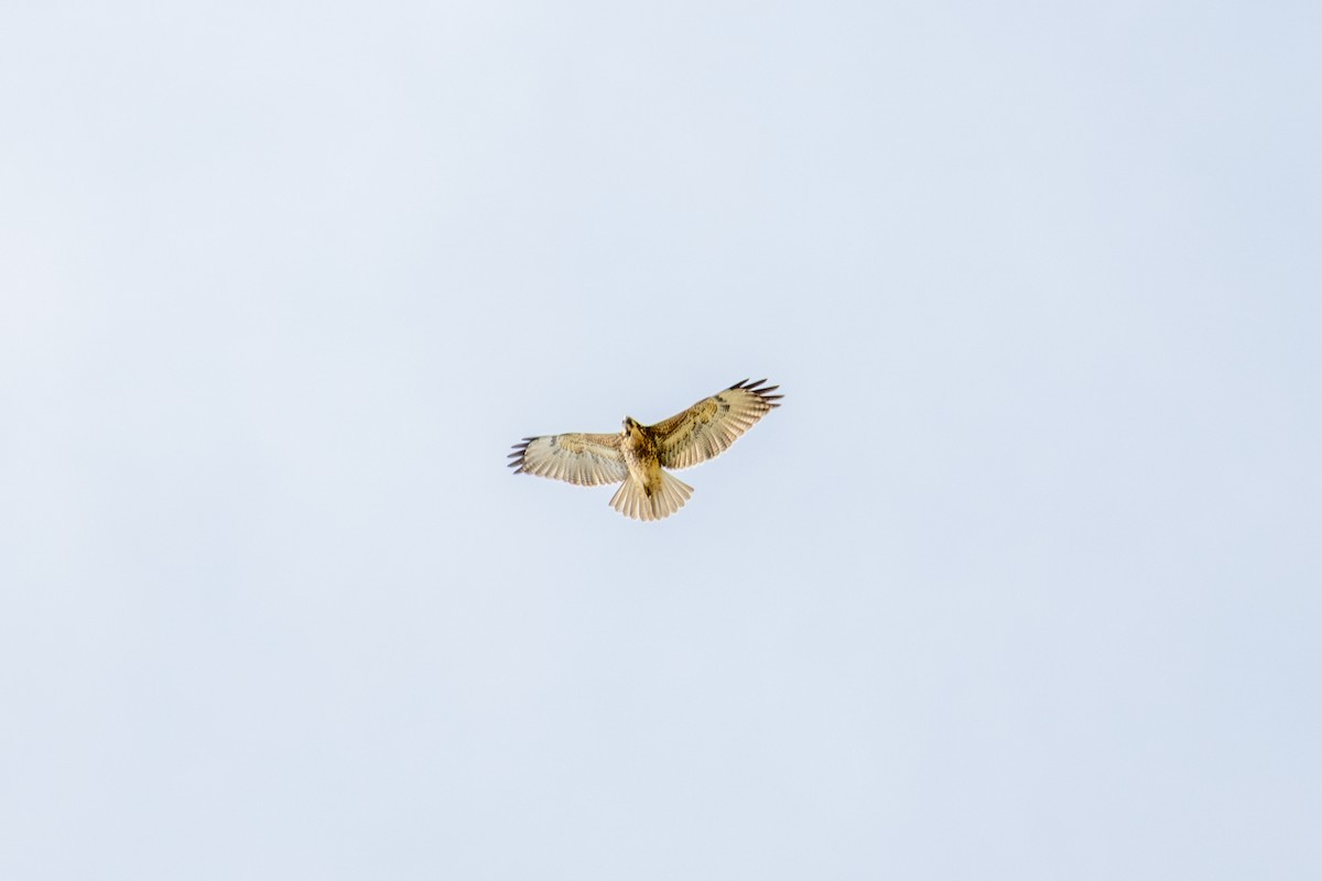 Variable Hawk - ML644732146