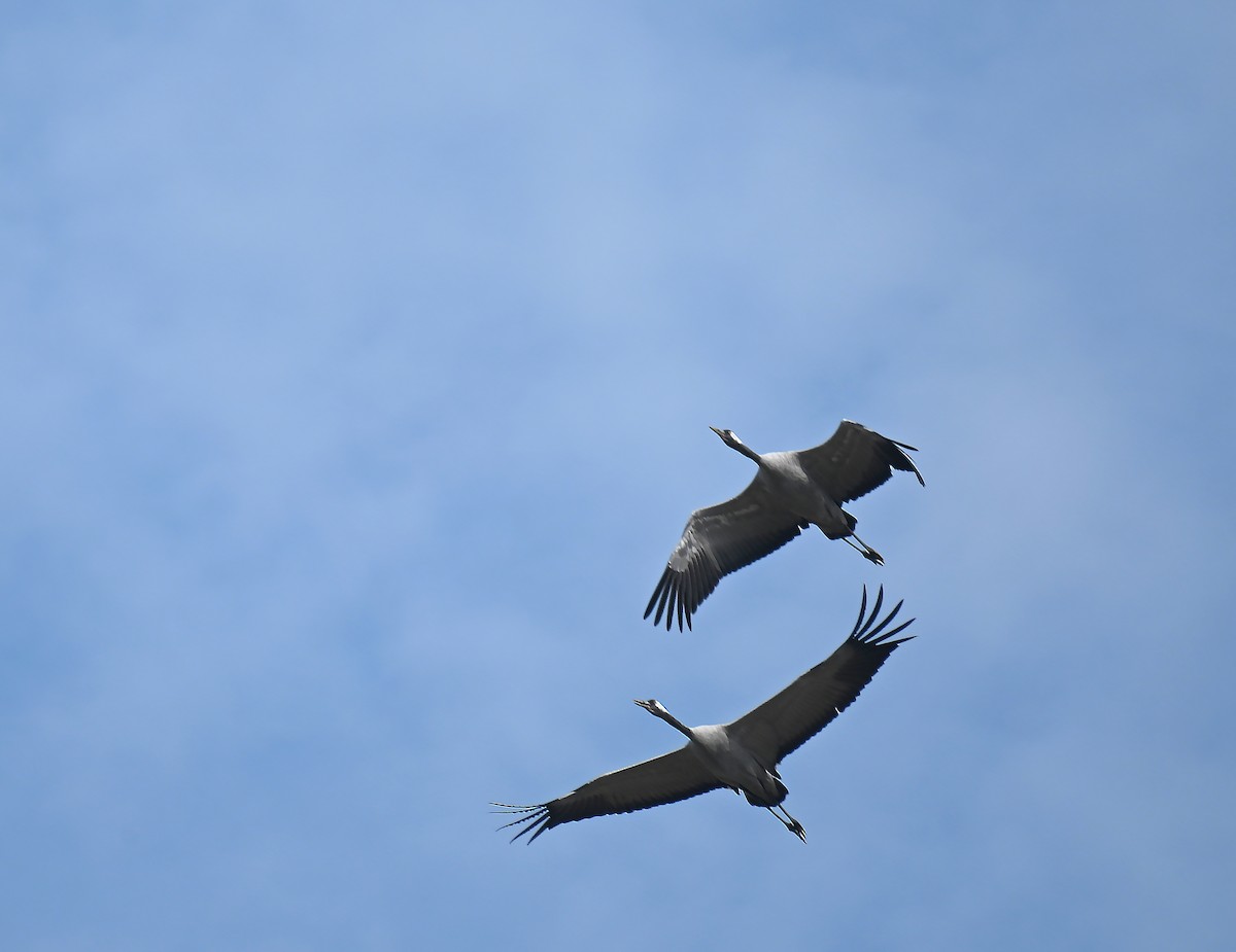 Kurrilo arrunta - ML644732147