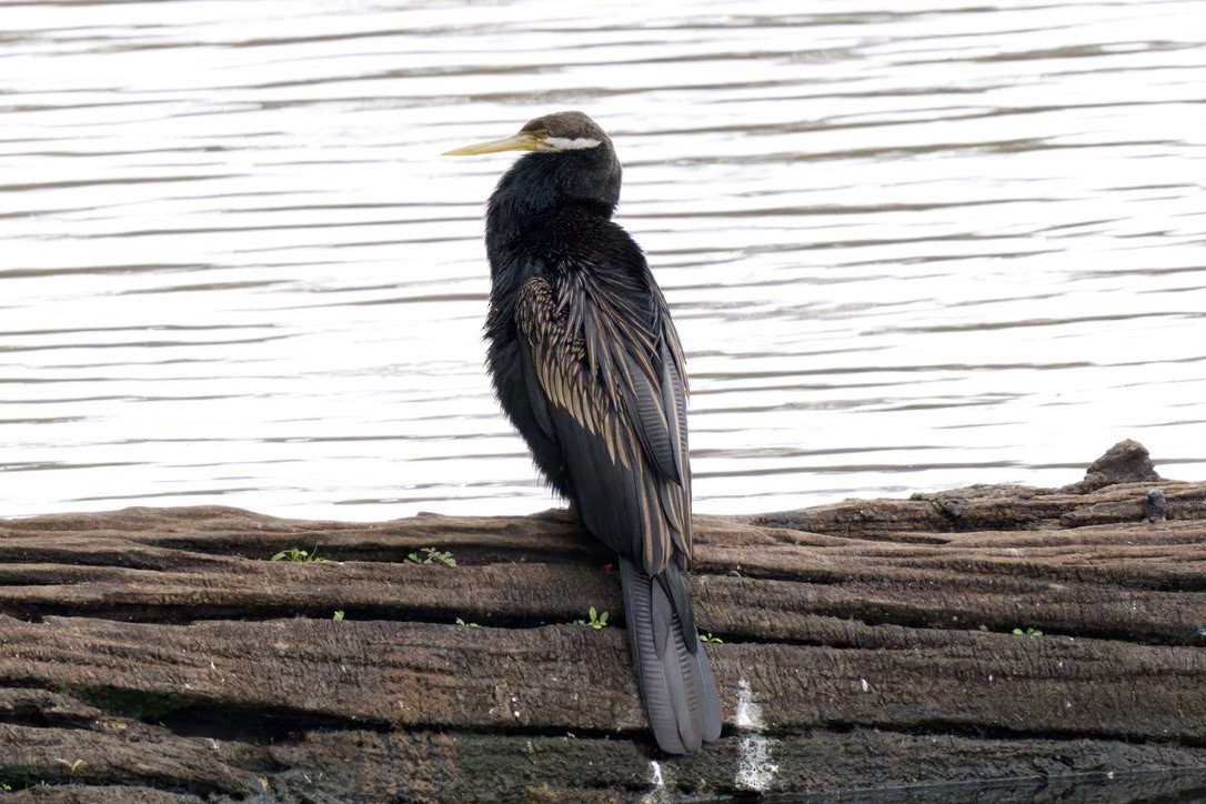 Anhinga australiarra - ML644732148