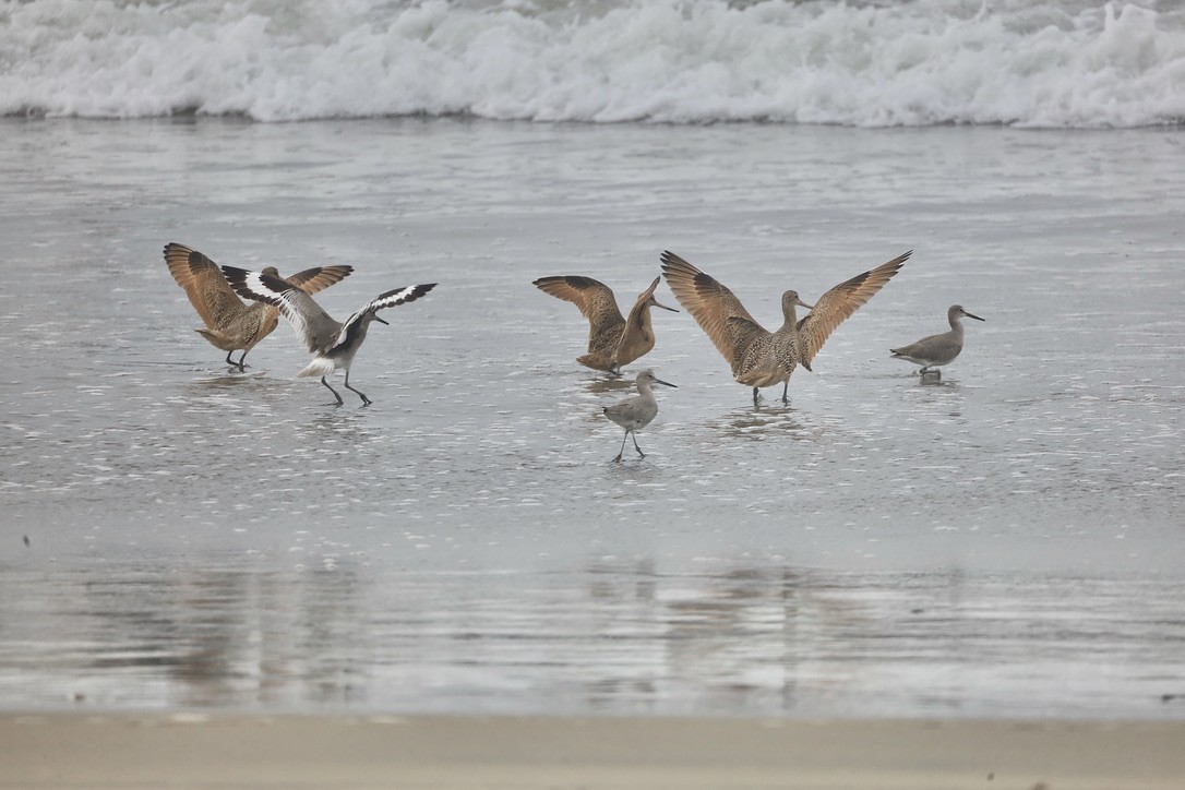 Kuliska kanelakara - ML644732150