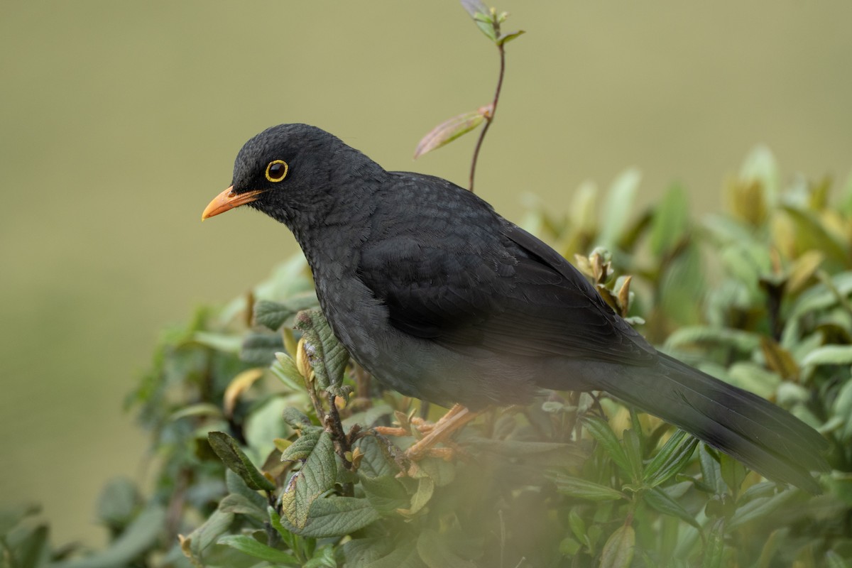 Great Thrush - ML644732151
