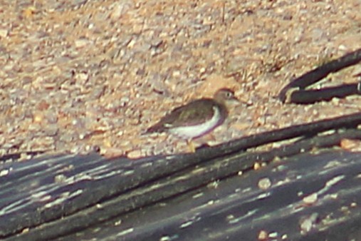 Kuliska orbanduna - ML644732152