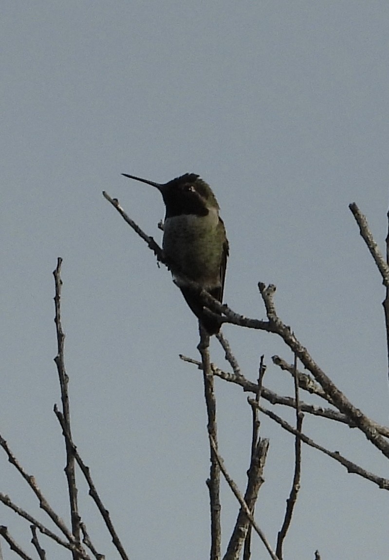 Anna's Hummingbird - ML644732154