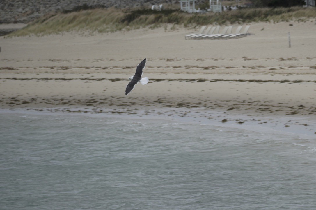 Kaio beltza - ML644732155