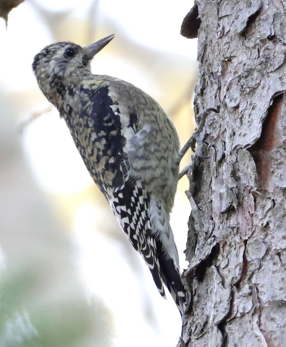 Yellow-bellied Sapsucker - ML644732156