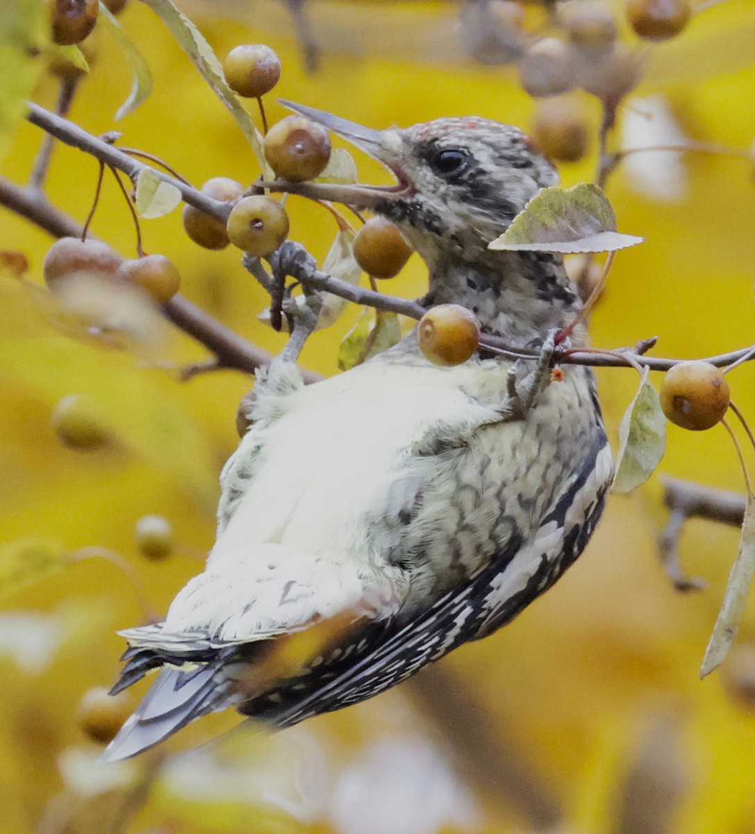 Yellow-bellied Sapsucker - ML644732157