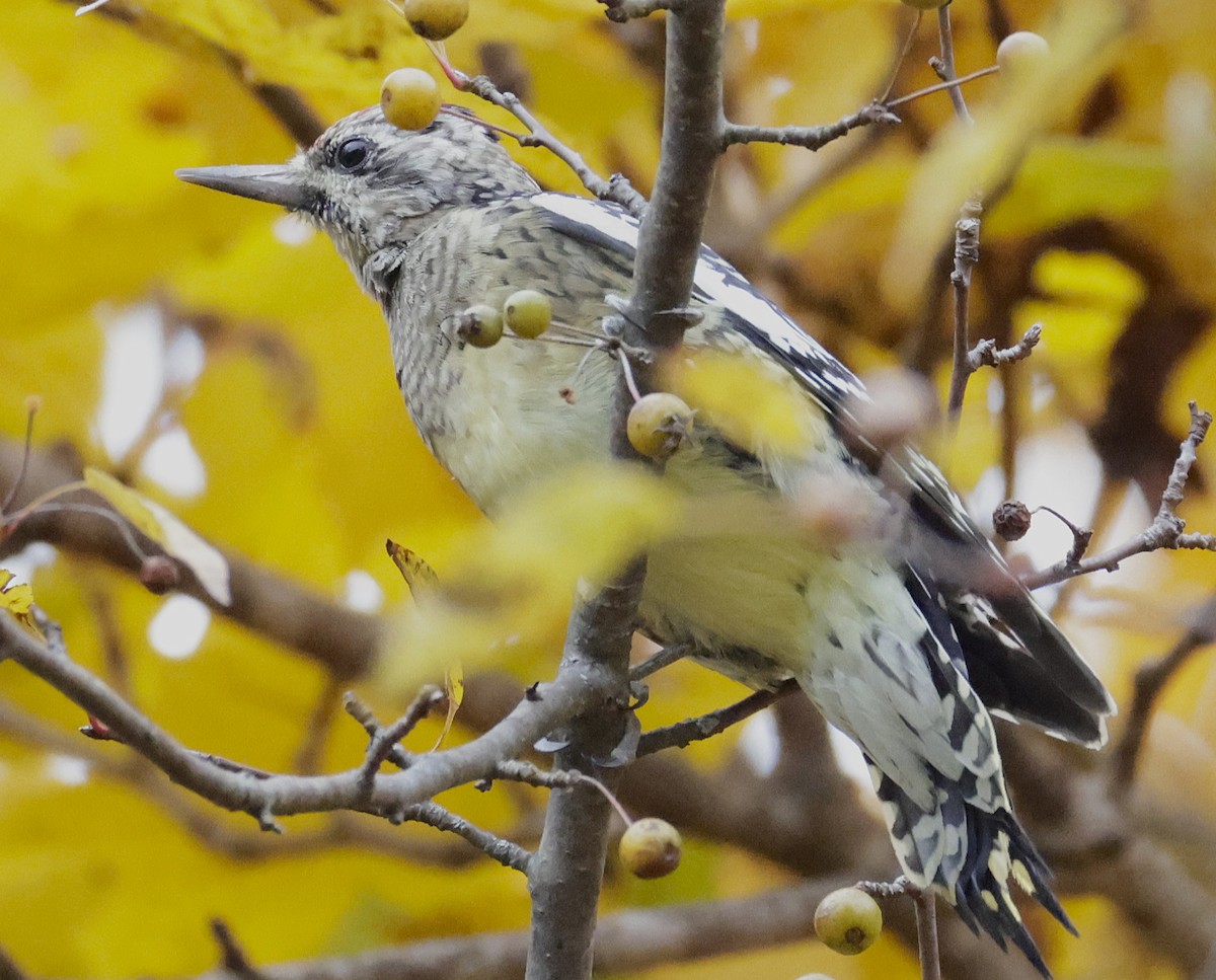 Yellow-bellied Sapsucker - ML644732158