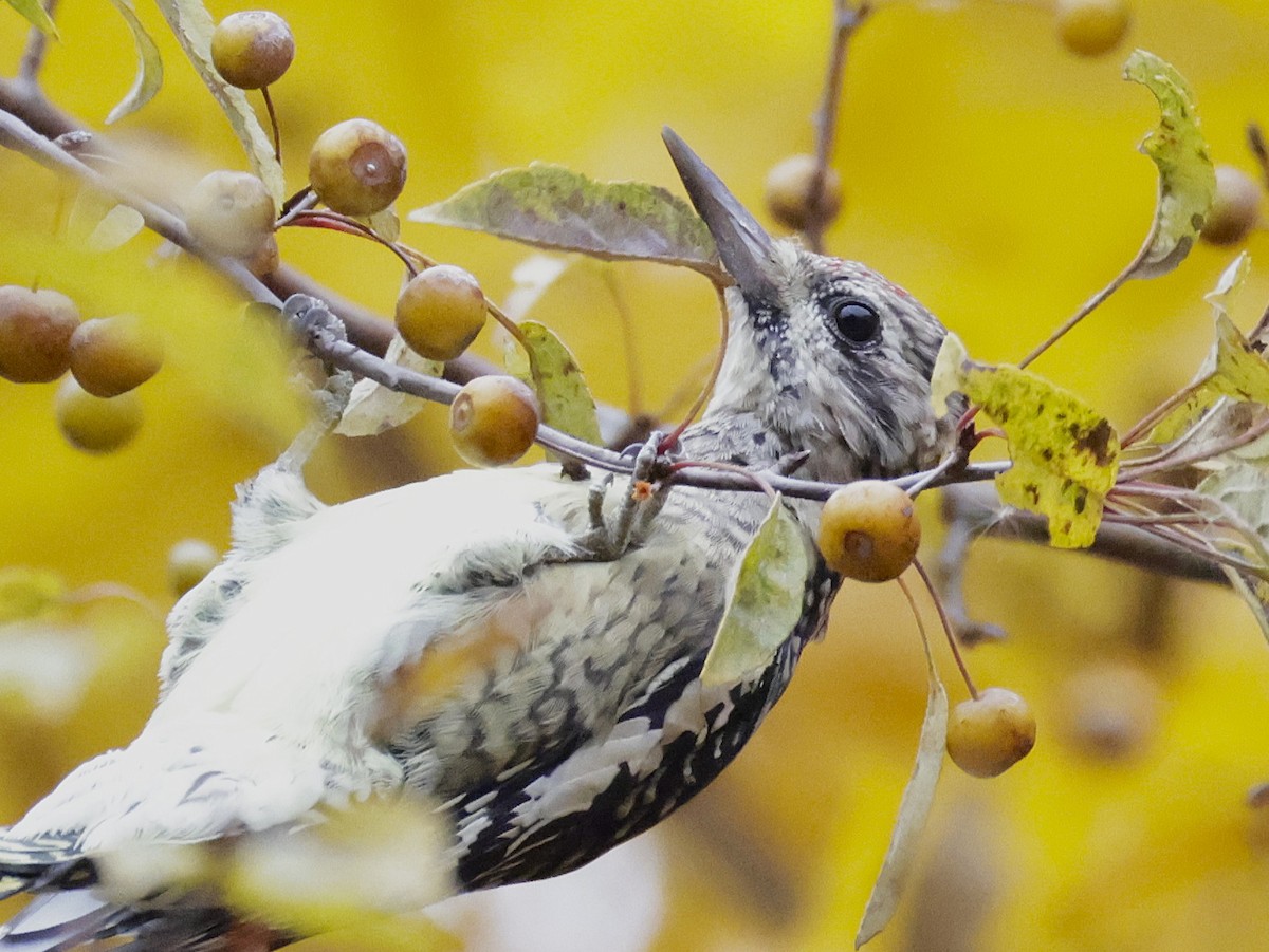 Yellow-bellied Sapsucker - ML644732159