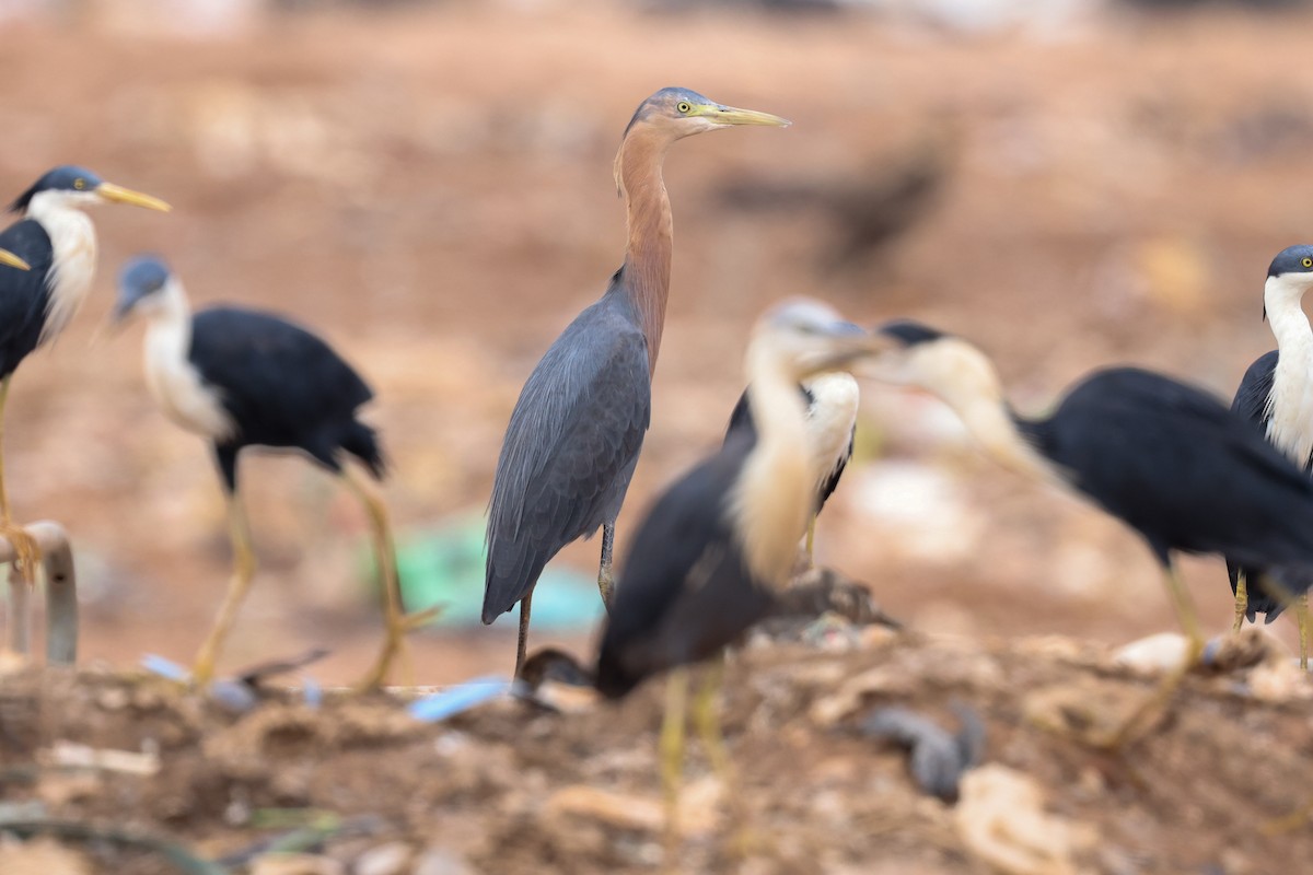 hvithalshegre - ML644732170