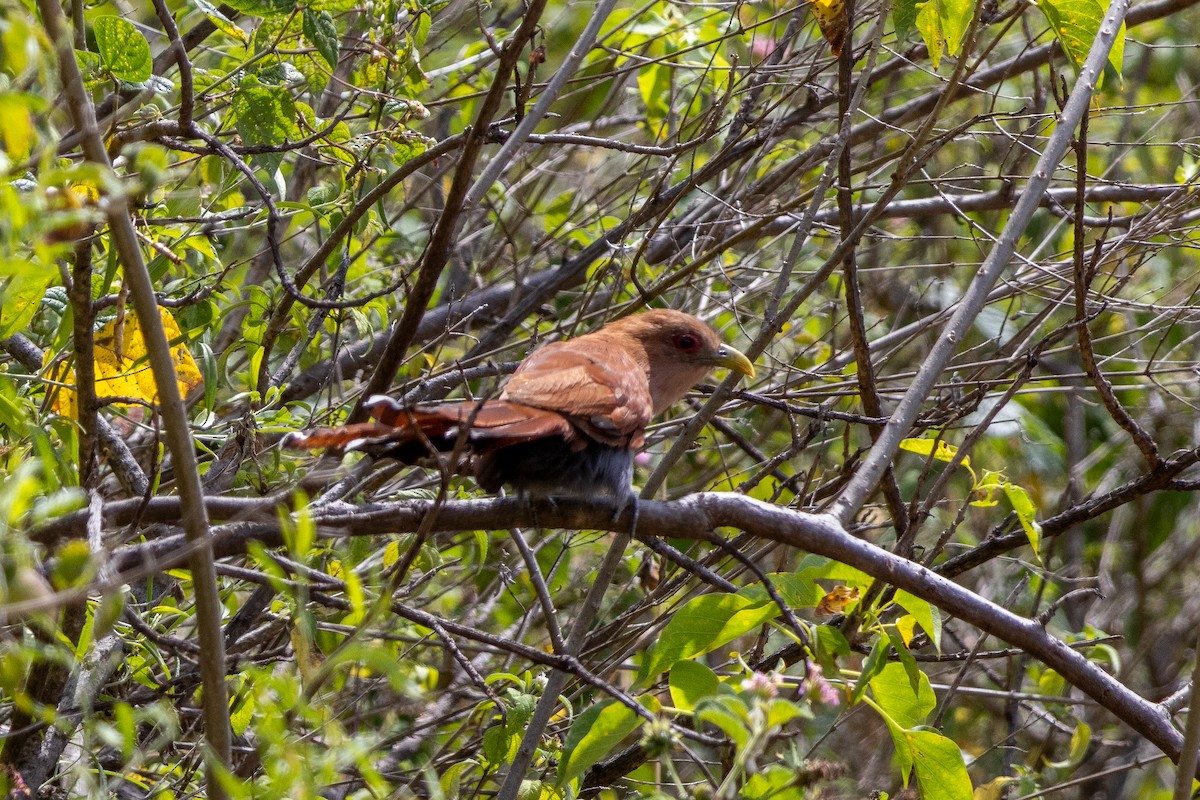 Common Squirrel-Cuckoo - ML644732172