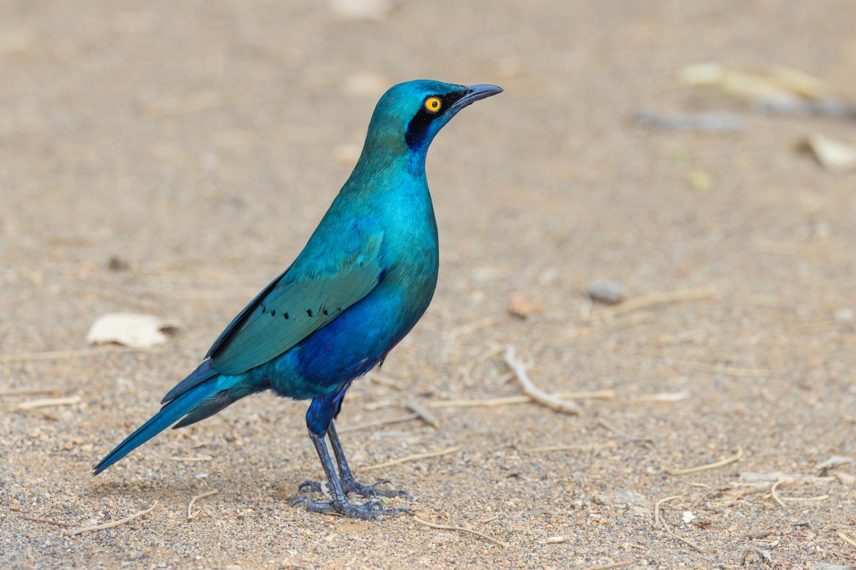 Greater Blue-eared Starling - ML644732175