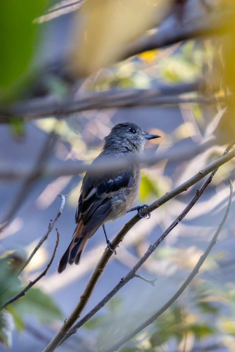 White-winged Black-Tyrant - ML644732178