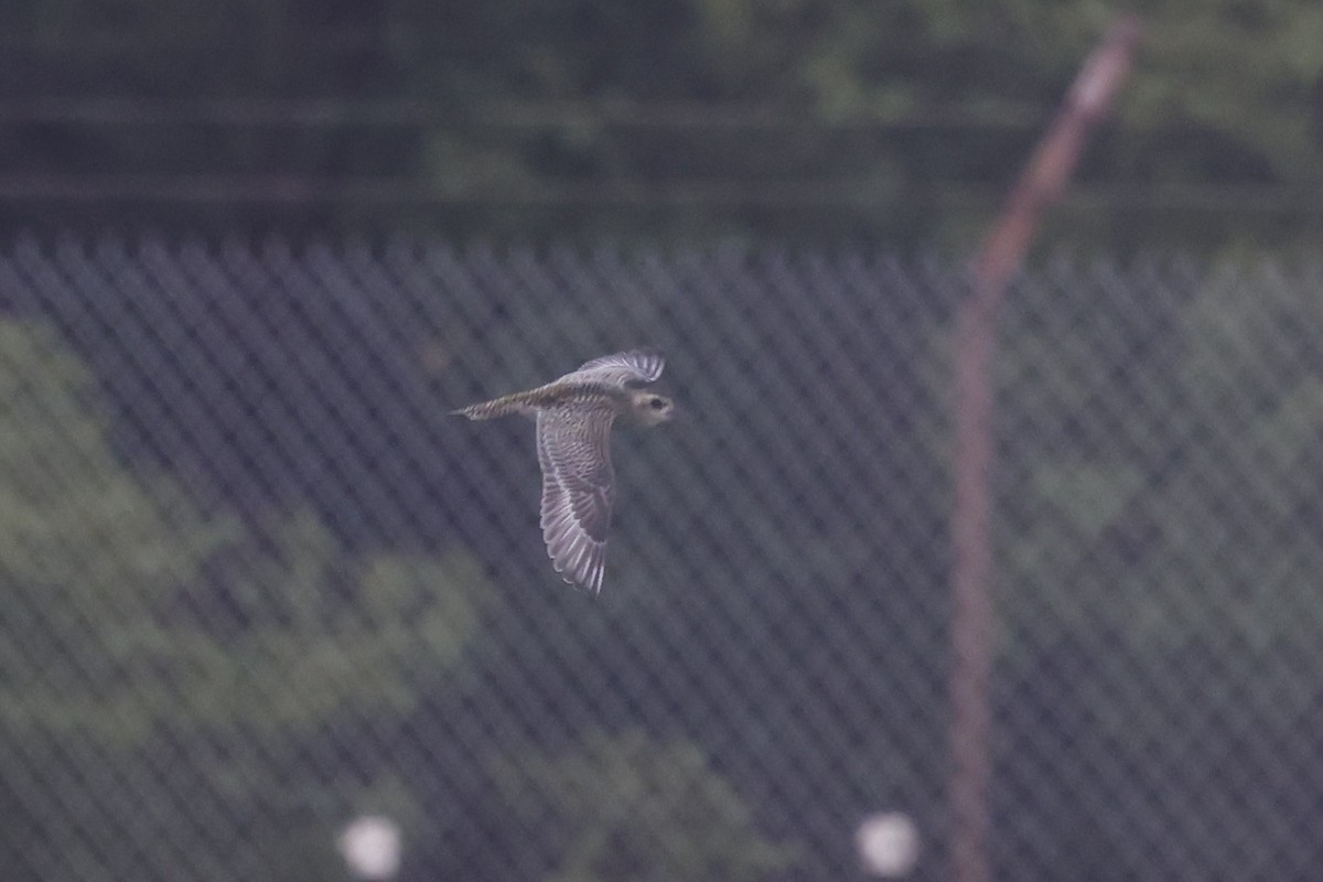 sibirlo - ML644732185