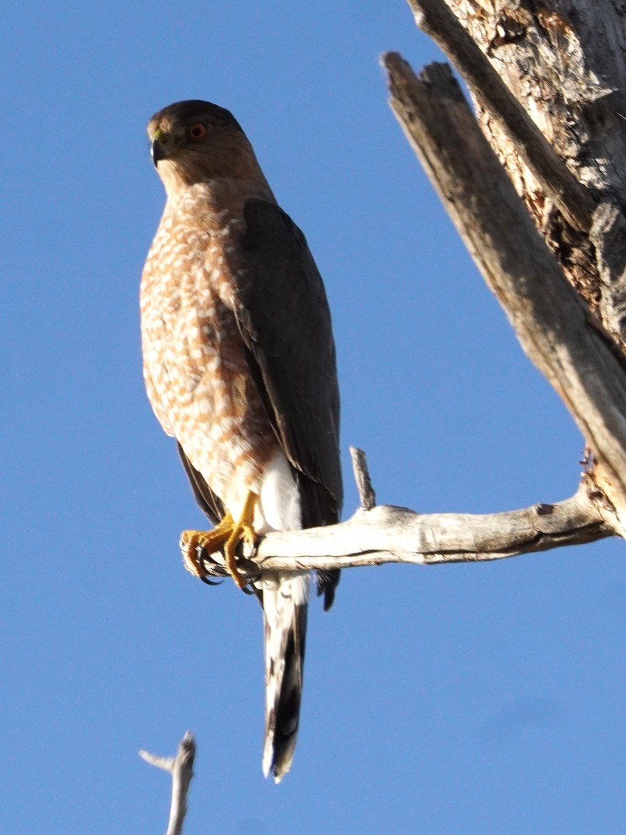 Cooper's Hawk - ML644732188
