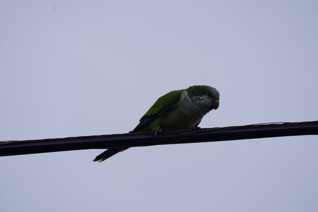 Калита сіроволий - ML644732210