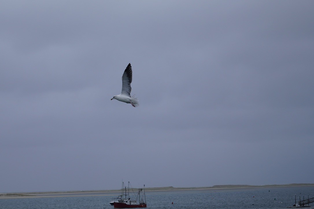 racek mořský - ML644732215