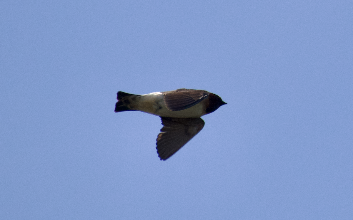 Golondrina Risquera - ML644732217