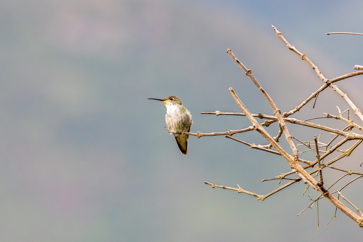 White-bellied Hummingbird (chionogaster) - ML644732218