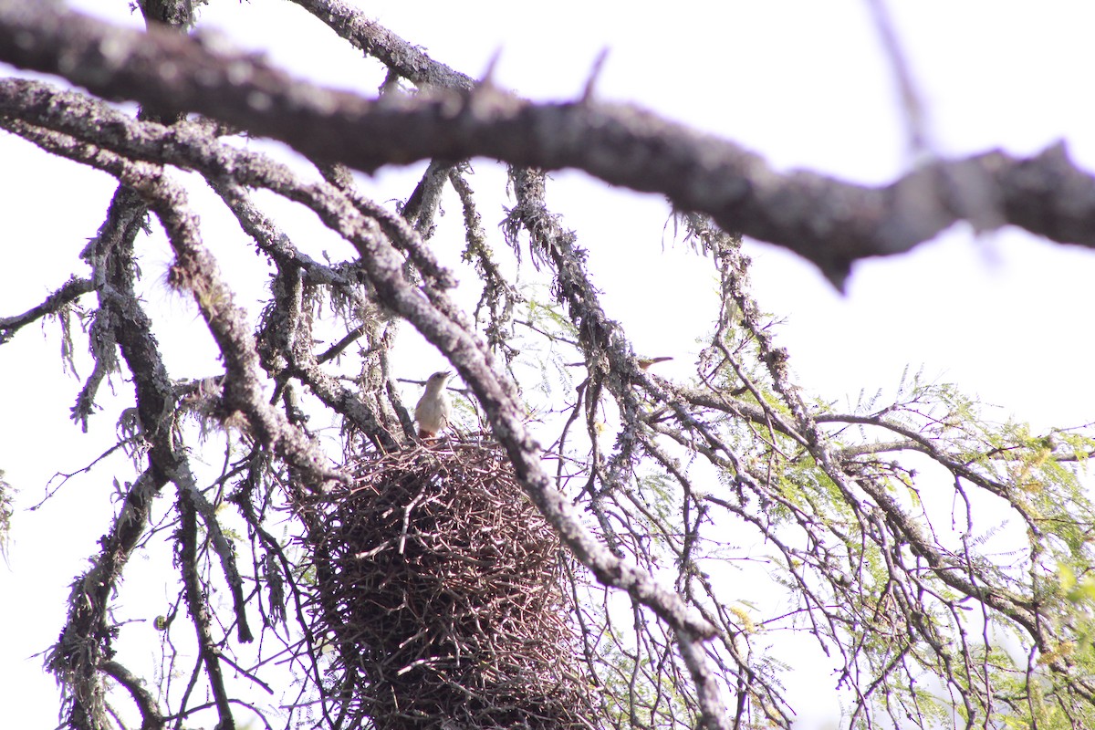 Little Thornbird - ML644732219